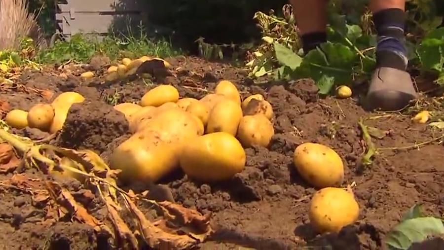 AARDAPPELEN IN DE MOESTUIN
