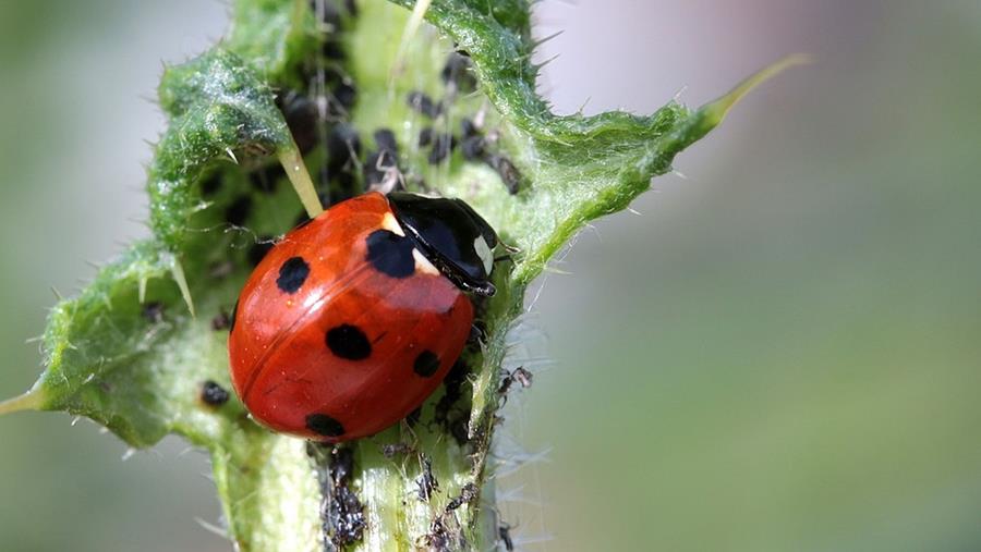 Comment lutter contre les parasites dans le jardin (potager)?