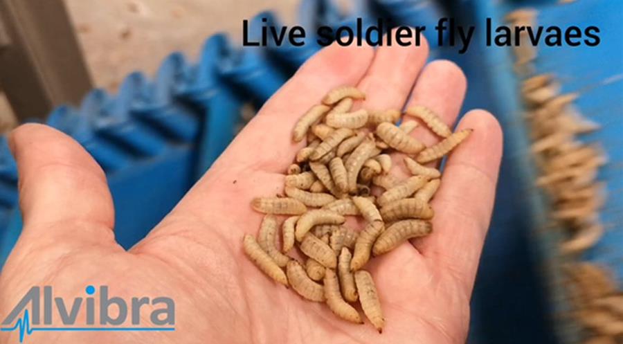 Alvibra voor verwerking larven van Black Soldier Flies