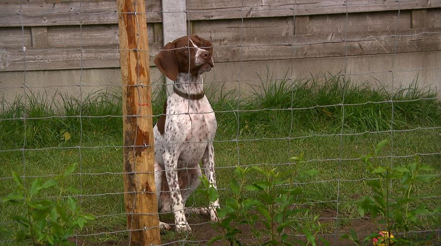 Comment fabriquer un enclos pour chien dans votre jardin?